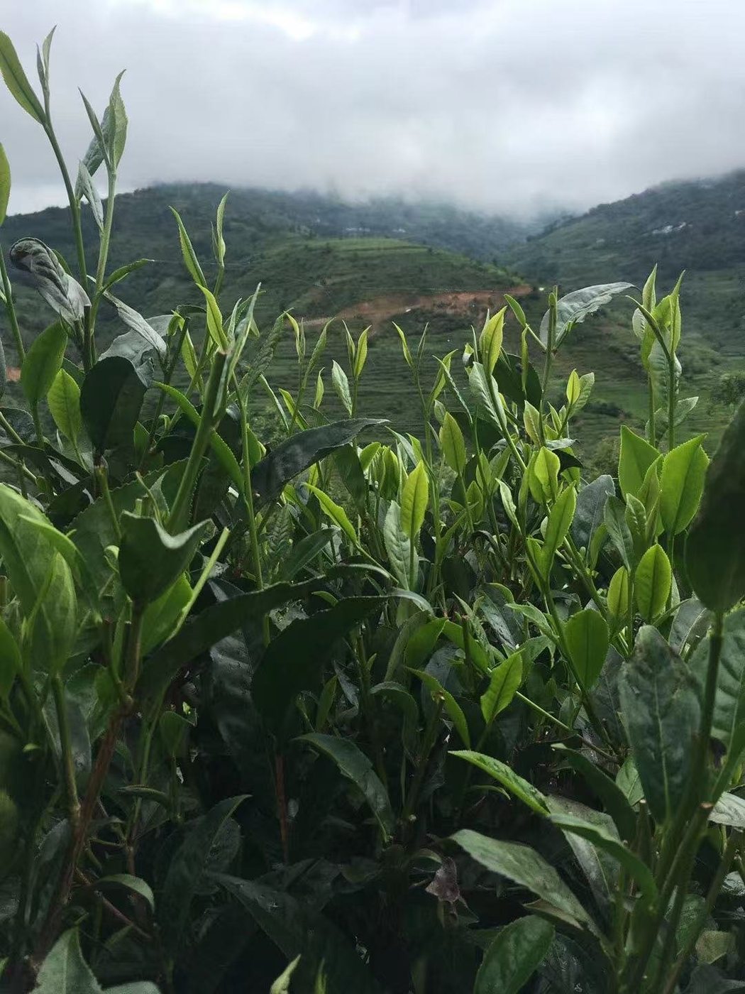 云雾远山下的茶树新芽实拍