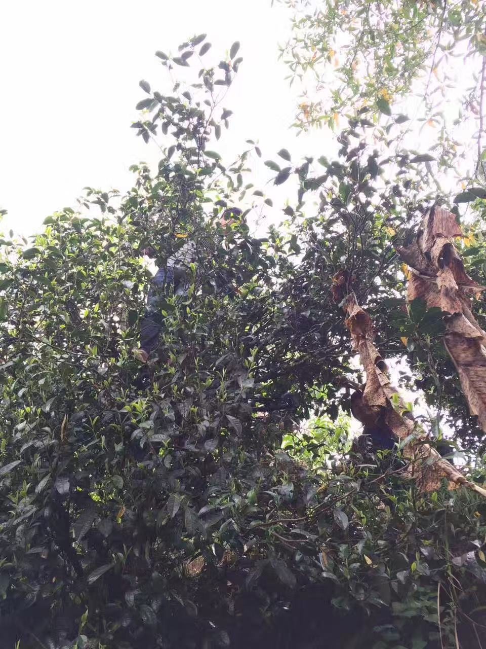 爬上古茶树采茶实拍
