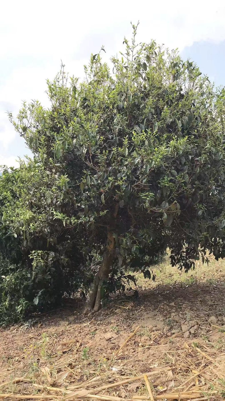 坡地独株古茶树实拍