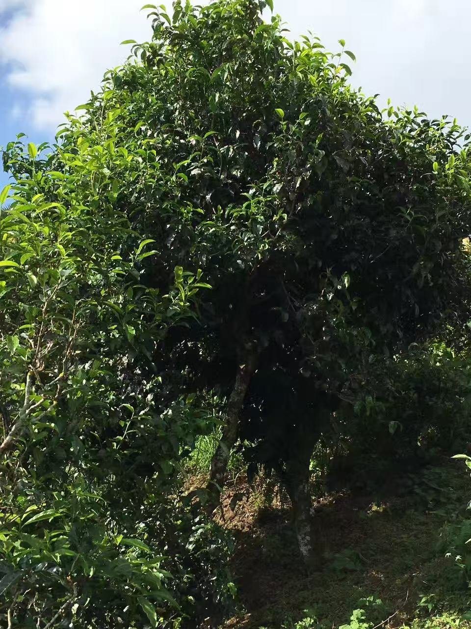 古茶树与蓝天实拍