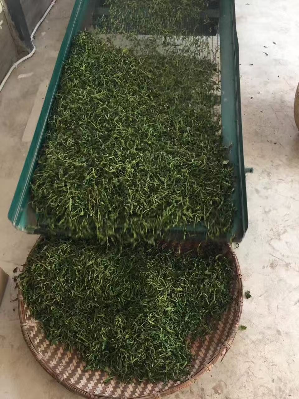 揉捻出条落入竹筛实拍