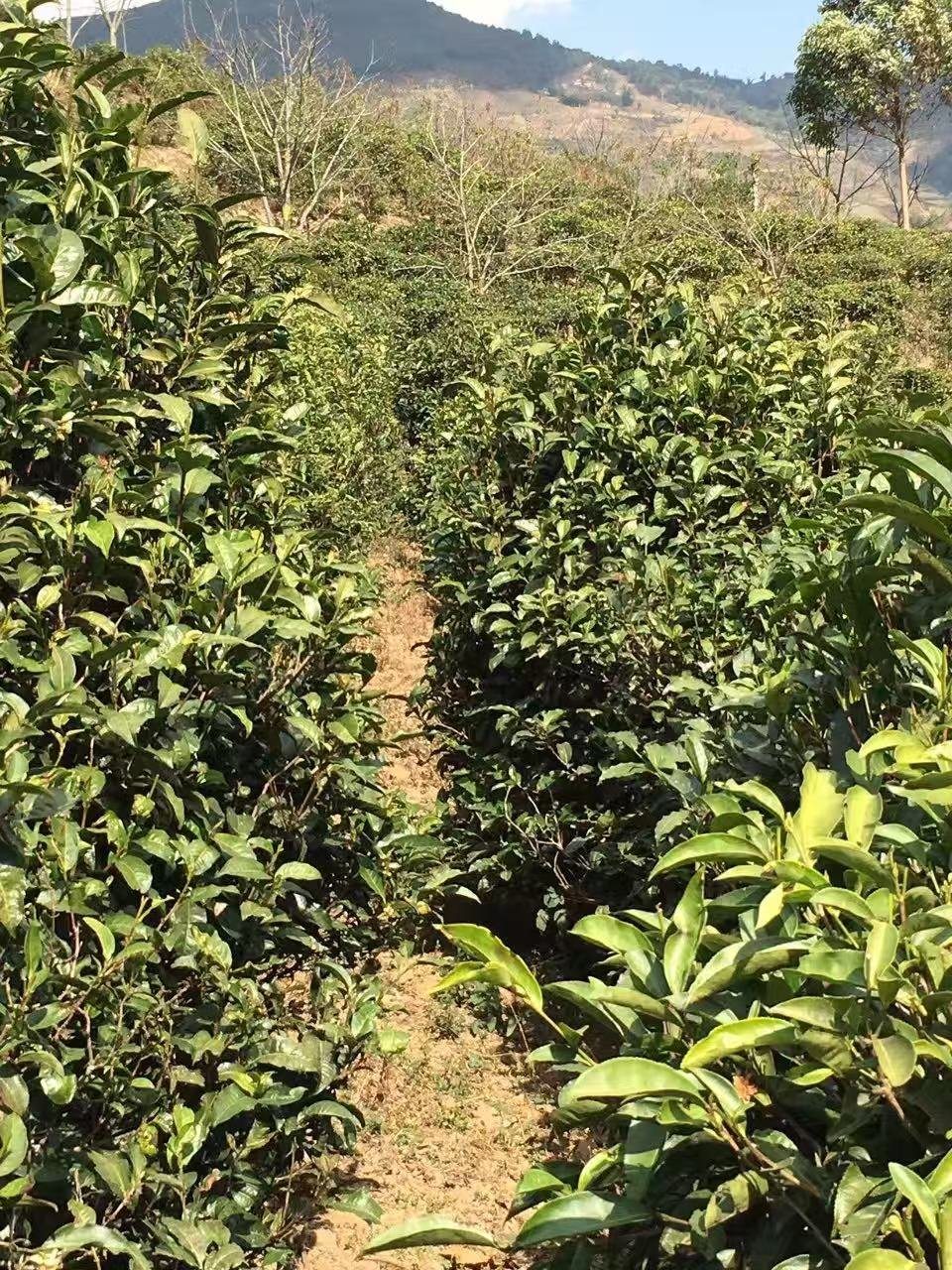 茶行之间的小路（实拍）