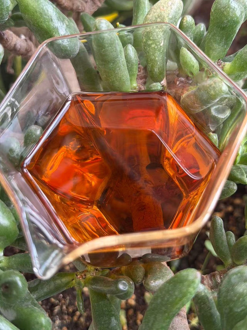 六角玻璃公杯盛琥珀茶汤，多肉窗台实拍