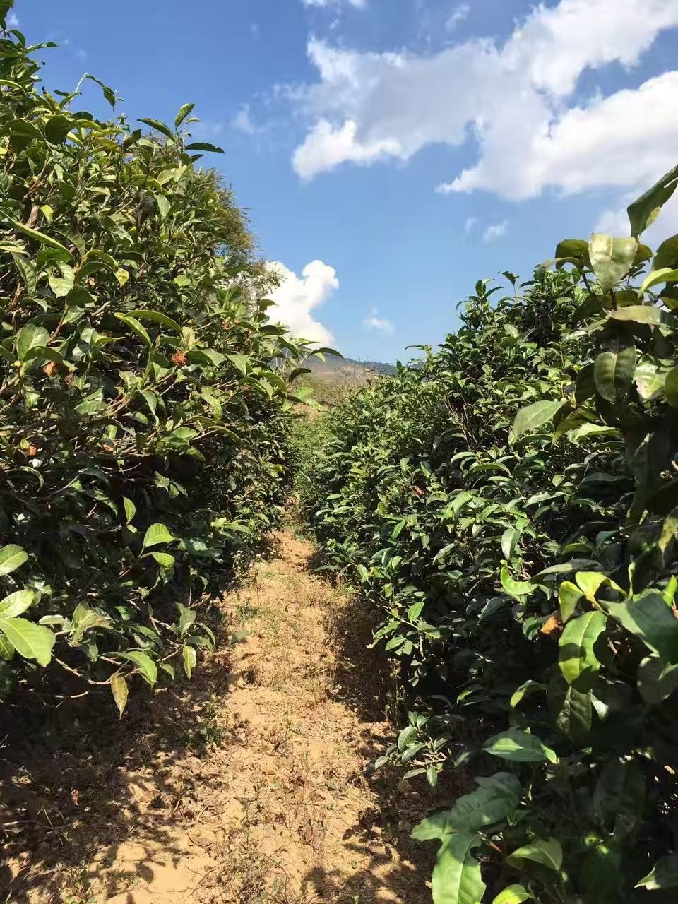 茶山小路实拍