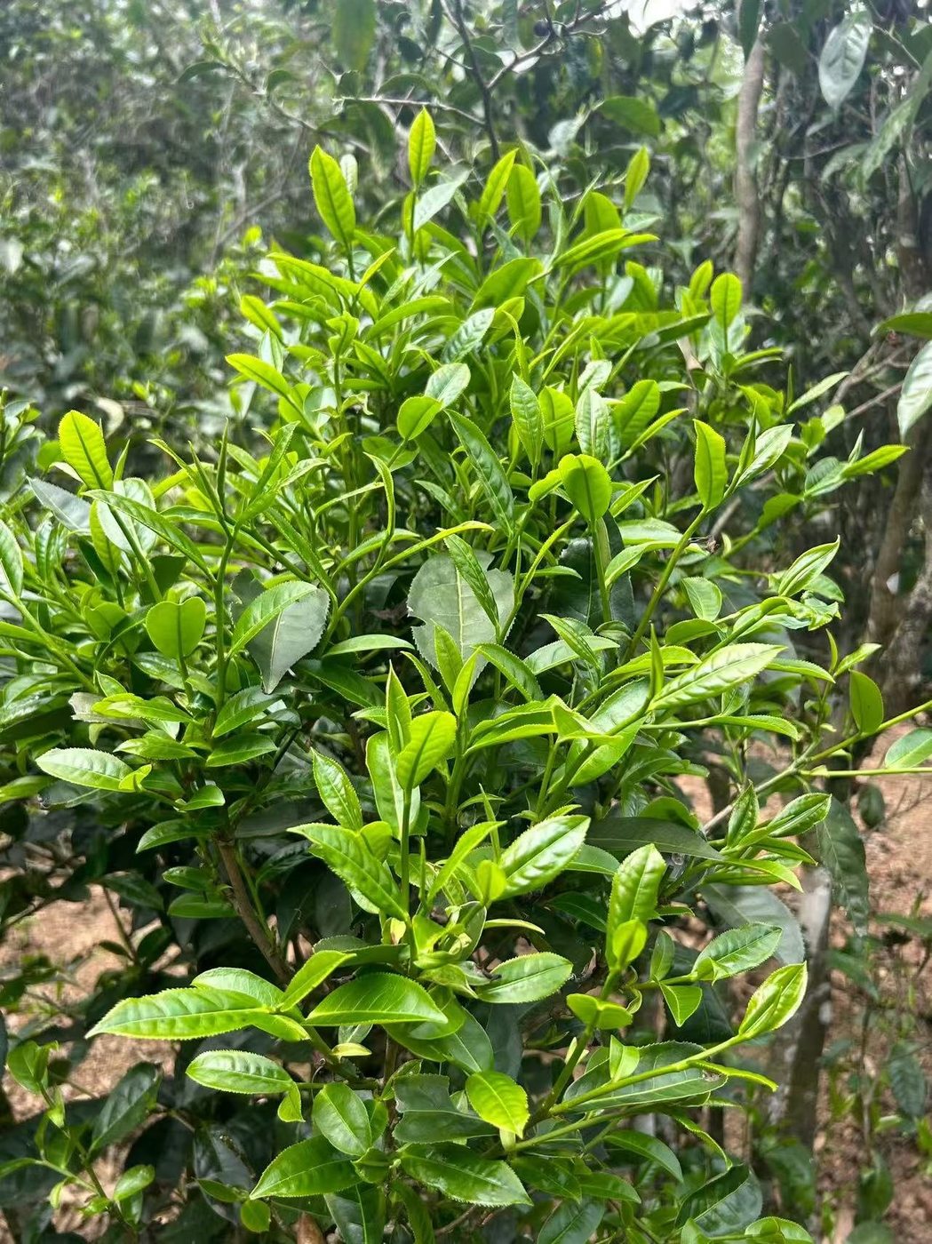 梢头嫩绿芽头实拍