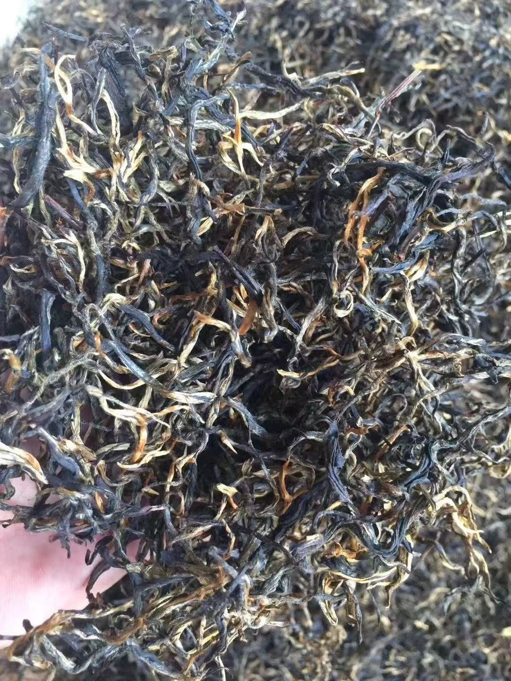 冬·手捧野茶实拍