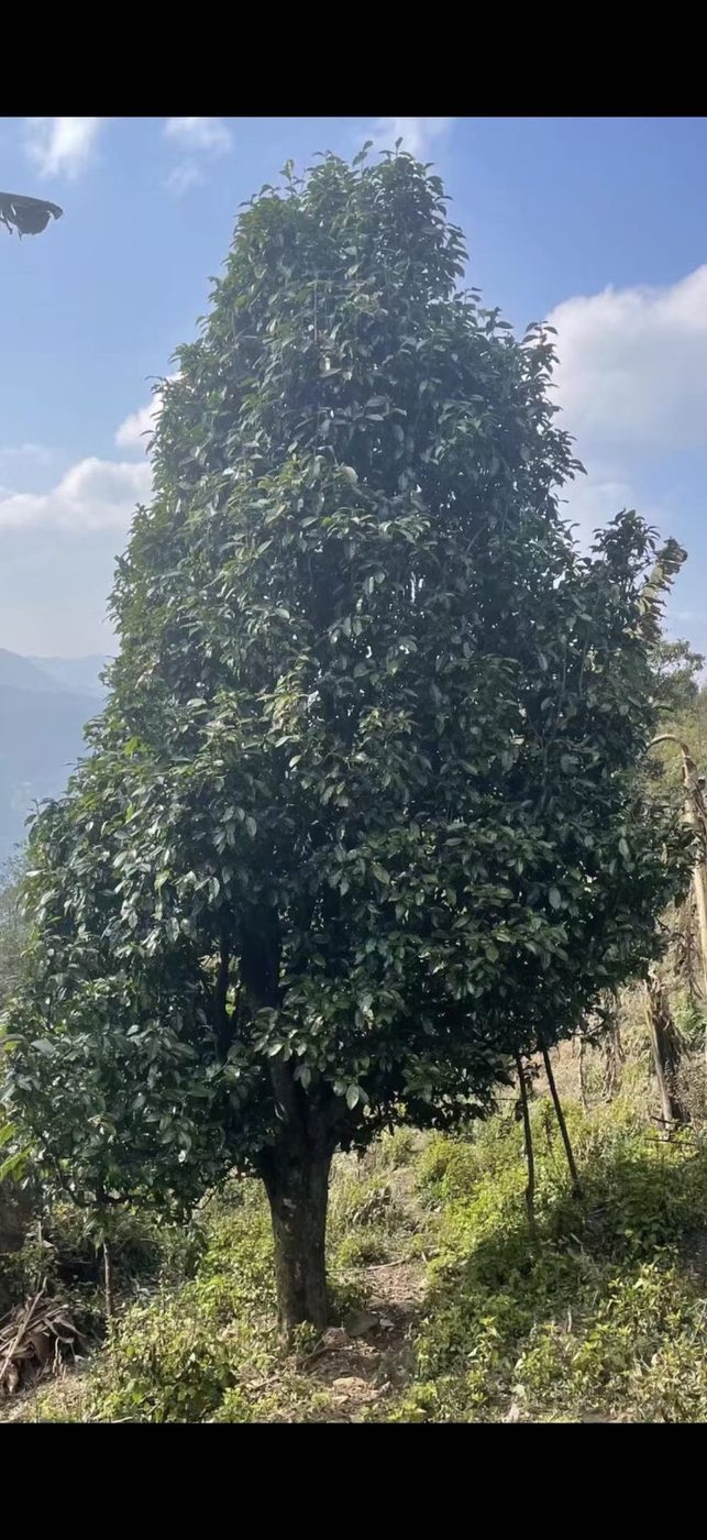 深山里的野茶树（实拍）