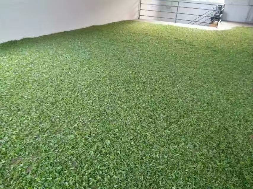 鲜叶摊晾实拍