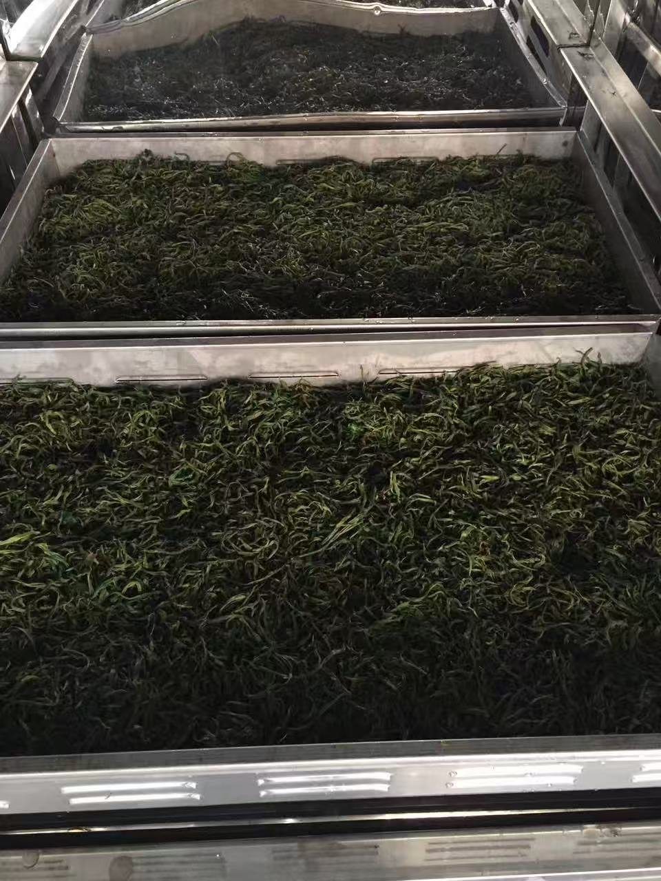 萎凋槽摊青实拍